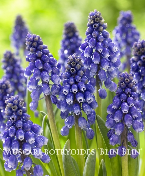 ڵ庬 ॹꡡإ֥֥١إ֥󥰥֥󥰡