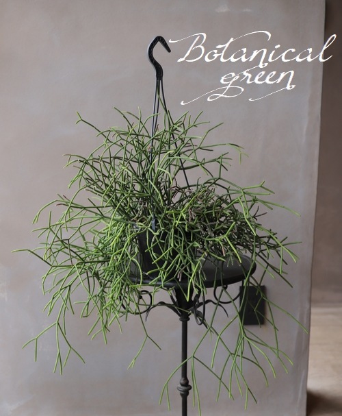 �ڴ��տ�ʪ�ۡ���ץ��ꥹ���������ܥƥ�