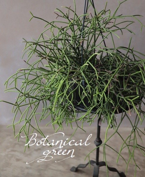 �ڴ��տ�ʪ�ۡ���ץ��ꥹ���������ܥƥ�