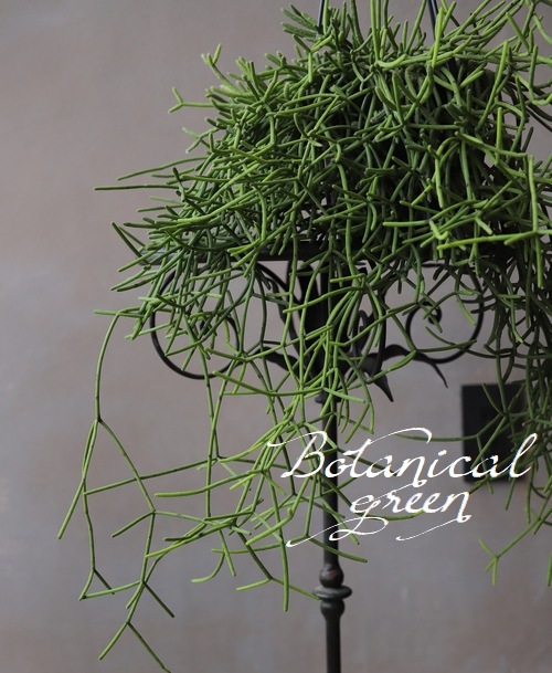 �ڴ��տ�ʪ�ۡ���ץ��ꥹ���������ܥƥ�