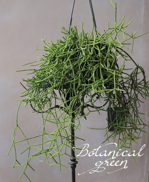 �ڴ��տ�ʪ�ۡ���ץ��ꥹ���������ܥƥ�