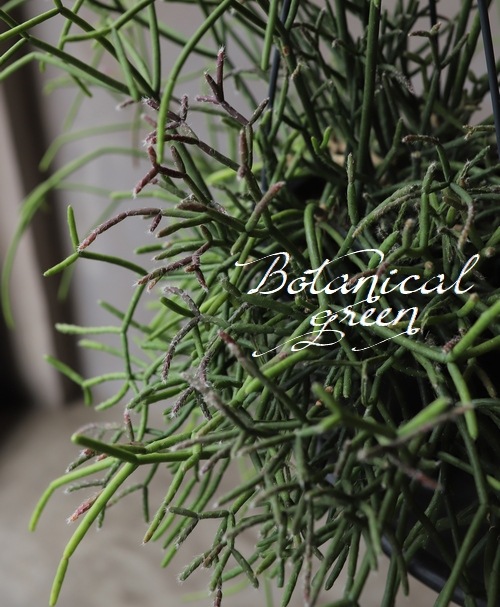 �ڴ��տ�ʪ�ۡ���ץ��ꥹ���������ܥƥ�