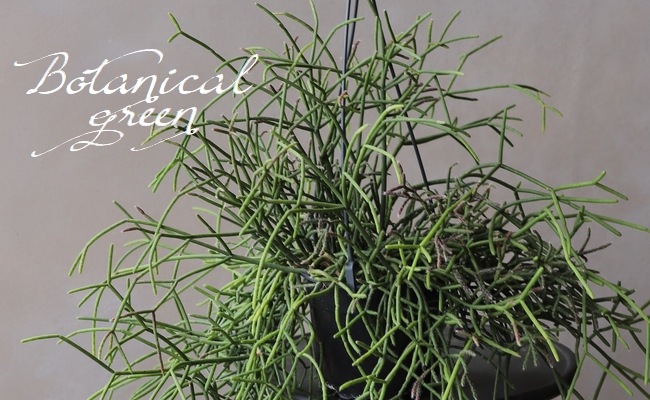 �ڴ��տ�ʪ�ۡ���ץ��ꥹ���������ܥƥ�