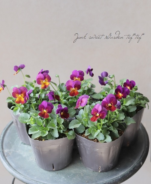 け）2苗セット ビオラ すみれ図鑑 タグ付き 現品 匿名宅配便発送