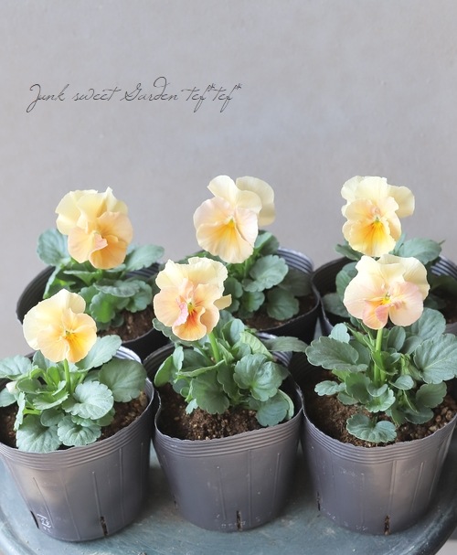 ☆育種うえたオリジナルビオラ 『試作品種 2022-A』 | すべての商品