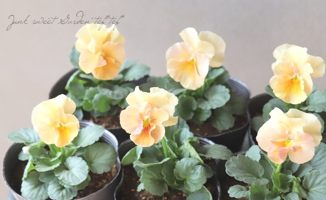 ☆育種うえたオリジナルビオラ 『試作品種 2022-A』 | すべての商品