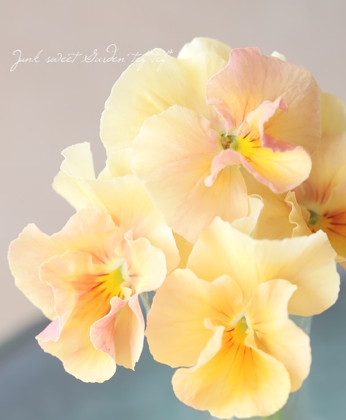 ☆育種うえたオリジナルビオラ 『試作品種 2022-A』 | すべての商品