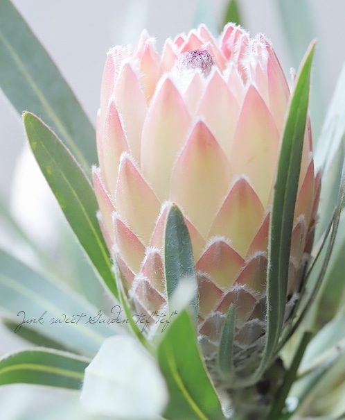 プロテア 『ジュリエット』 オーストラリアンプランツ | すべての商品