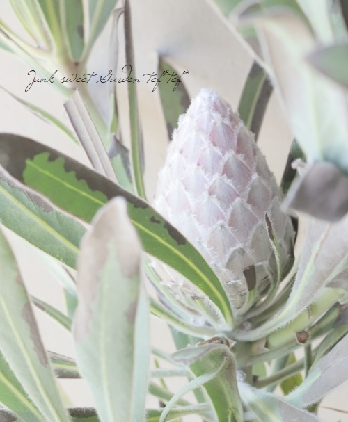 boelen　プロテア　ジュリエット　10号 プロテア 『ジュリエット』 オーストラリアンプランツ 【A