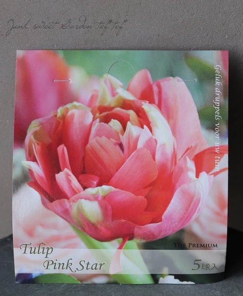 八重咲き！チューリップ 『ピンクスター』球根5球 | すべての商品