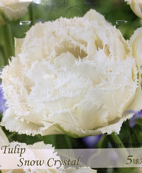 球根】チューリップ 『スノークリスタル』球根5球 | すべての商品