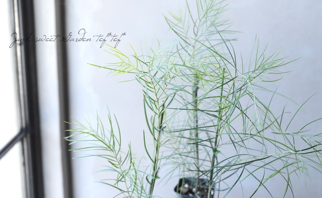 إե֥ إեХ ۥ磻ȥȥ