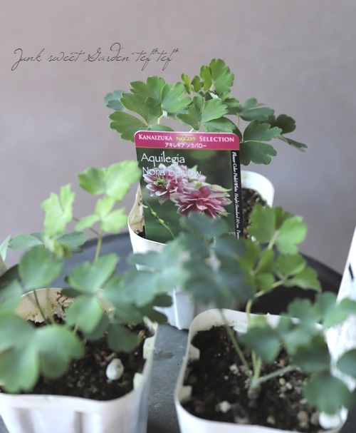 西洋オダマキ 『ノラバロー』 植え込み用苗 | すべての商品 | | Junk