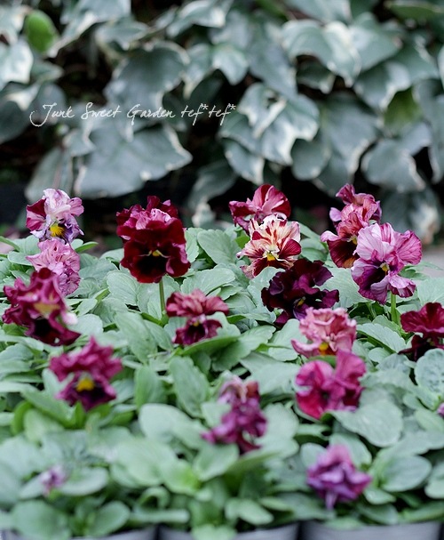 パンジー 『キャンティミックス』 | すべての商品 | | Junk sweet