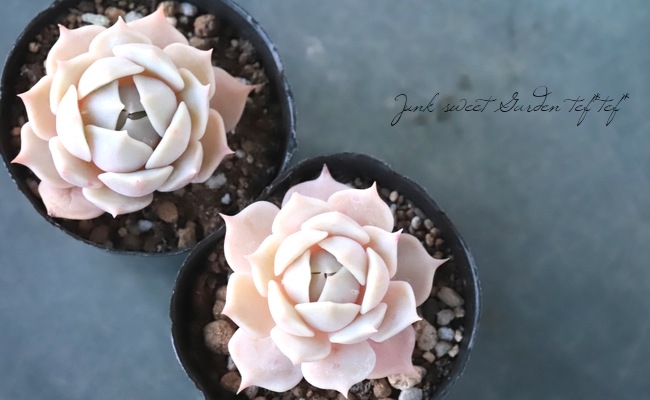 ��¿����ʪ�� �إ�����١������٥ꥢ°�����Ȥ����꡼��