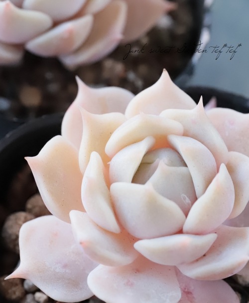 ��¿����ʪ�� �إ�����١������٥ꥢ°�����Ȥ����꡼��