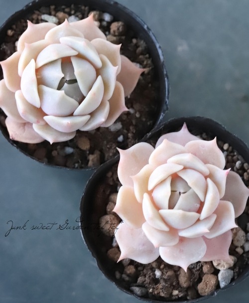 ��¿����ʪ�� �إ�����١������٥ꥢ°�����Ȥ����꡼��