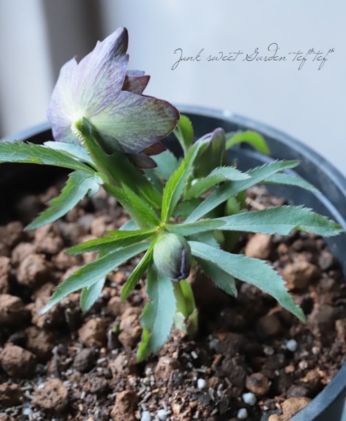 クリスマスローズ 『原種系（デュメトラム・クロアチカス系）グリーン