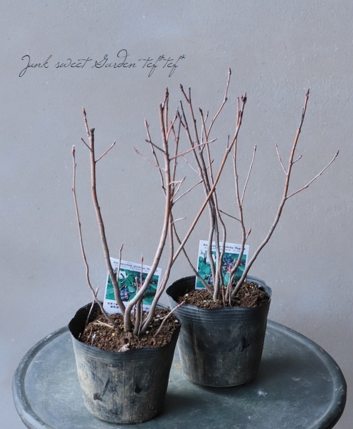 ⚠️⚠️ジューンベリー⚠️⚠️ 楽天市場】Periwinkle ペリウィンクル レディース スリッポン 8308 本