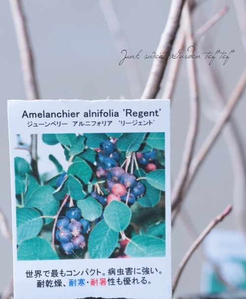 コンパクト品種！ジューンベリー『リージェント』 | すべての商品