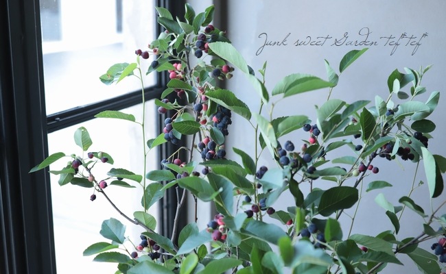 ����ѥ����ʼ���塼��٥꡼�إ꡼������ȡ�