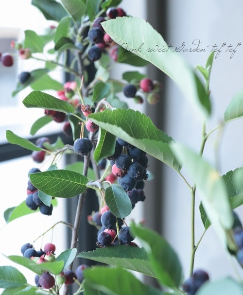 ����ѥ����ʼ���塼��٥꡼�إ꡼������ȡ�