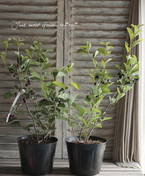 ����ѥ����ʼ���塼��٥꡼�إ꡼������ȡ�