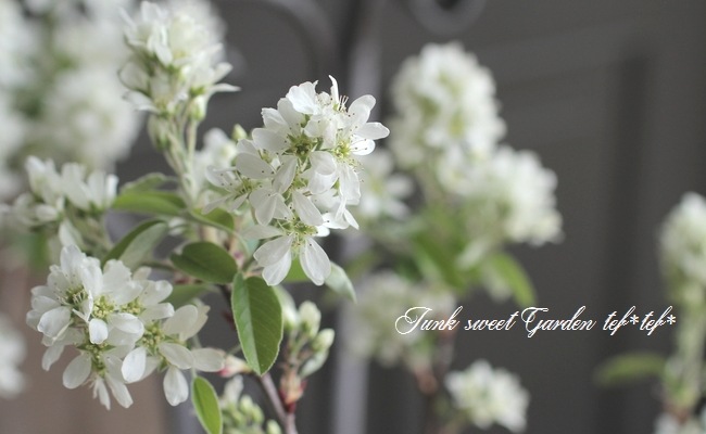 ����ѥ����ʼ���塼��٥꡼�إ꡼������ȡ�