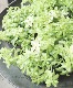 ������ݡ�����饫�� ��Lime��Cheese�� ���