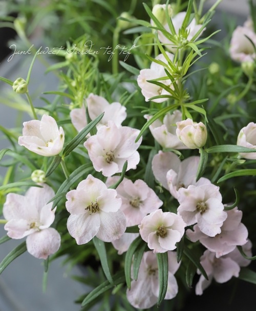 �ǥ�ե��˥��ࡡ�إ��ޡ��⡼�˥󥰡�