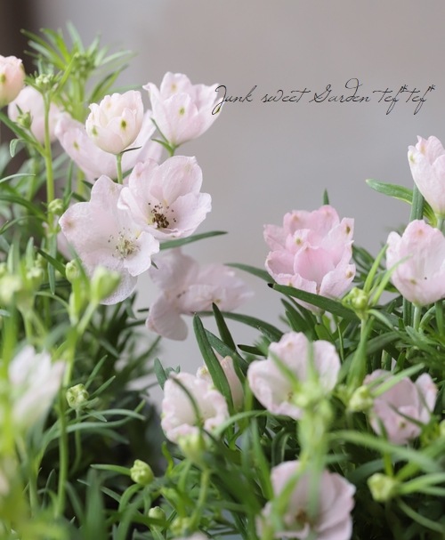 �ǥ�ե��˥��ࡡ�إ��ޡ��⡼�˥󥰡�