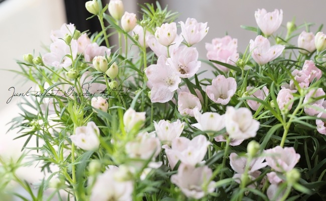 �ǥ�ե��˥��ࡡ�إ��ޡ��⡼�˥󥰡�