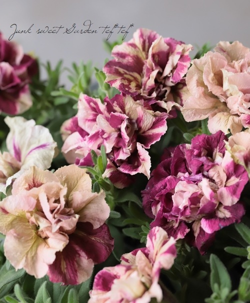 ゲブラさんの八重咲きペチュニア 『花舞姫 -Hanamaihime』 ドレス