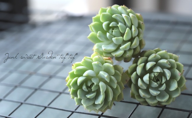 ��¿����ʪ�ۡ��إޥ����ߥ��١������٥ꥢ°��