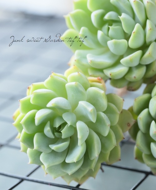 ��¿����ʪ�ۡ��إޥ����ߥ��١������٥ꥢ°��