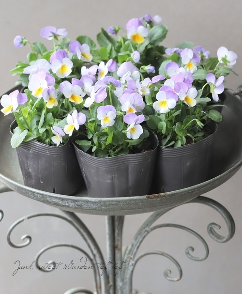 ◇ビオラ・ももかシリーズ 『ふらの』 | すべての商品 | | Junk sweet