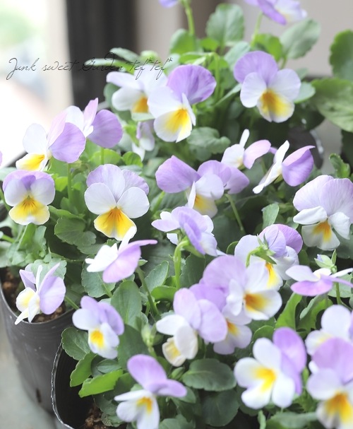 3_000000022487.jpg?1763129909