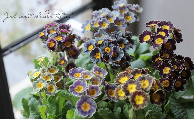 プリムラ・M'sセレクション 『立性アンティークカラータイプ