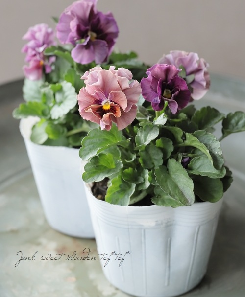 ○桂楓園さんのビオラ 『パステルフリル』 【ピンクパープル