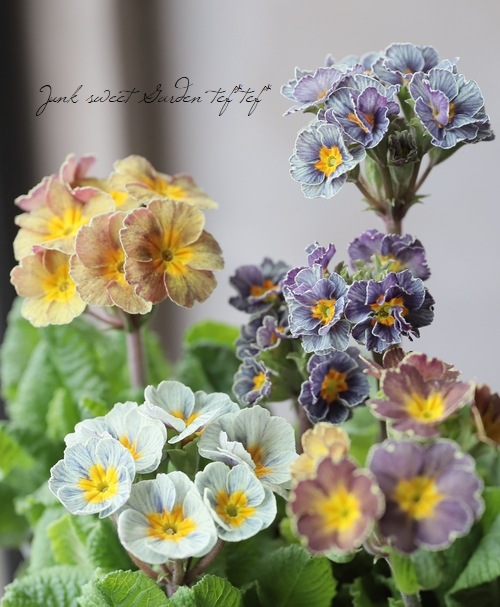 プリムラ・M'sセレクション 『立性アンティークカラータイプ