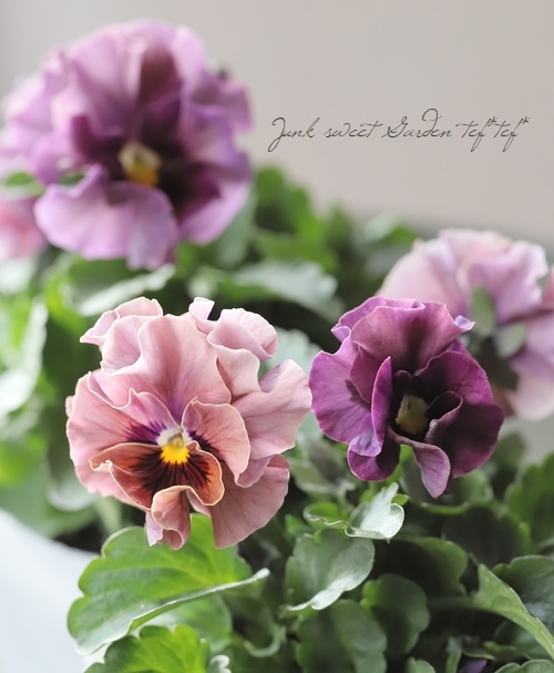 2_000000022687.jpg?1764348940