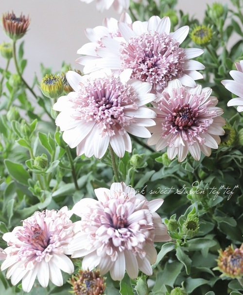 松原園芸】オステオスペルマム パティエ 『ベリーホワイト』 | すべて