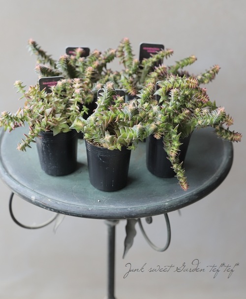 多肉植物】斑入り 『茜の塔錦』 クラッスラ属 | すべての商品 | | Junk