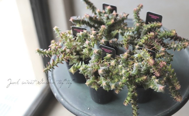 ��¿����ʪ�������ꡡ�ذ�����ӡ١�����å���°