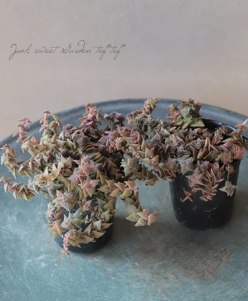 多肉植物】斑入り 『茜の塔錦』 クラッスラ属 | すべての商品