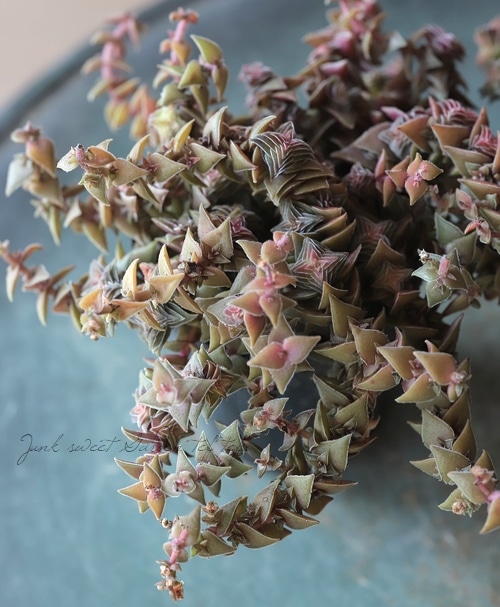 ��¿����ʪ�������ꡡ�ذ�����ӡ١�����å���°