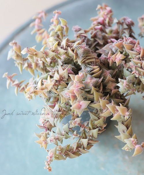 ��¿����ʪ�������ꡡ�ذ�����ӡ١�����å���°