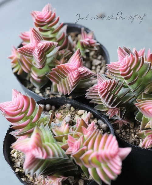 ��¿����ʪ�������ꡡ�ذ�����ӡ١�����å���°