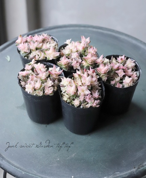 多肉植物】斑入り 『茜の塔錦』 クラッスラ属 | すべての商品 | | Junk