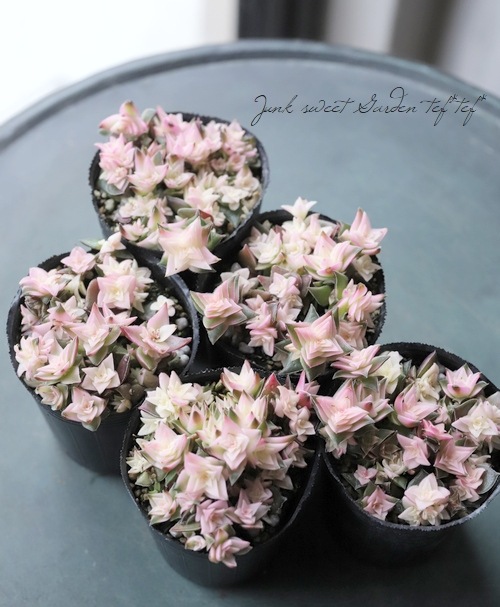 多肉植物】斑入り 『茜の塔錦』 クラッスラ属 | すべての商品 | | Junk